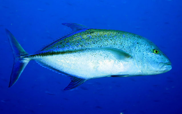Blauflossen-Makrele (Caranx melampygus)