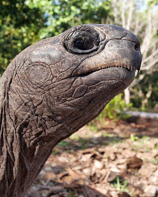 Riesenschildkröte  (Aldabrachelys gigantea), Männliche Tiere werden bis zu 1,20 Meter lang und können ein Viertel Tonne auf die Waage bringen