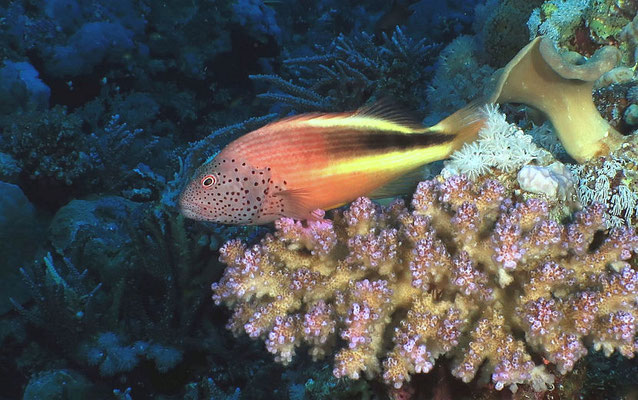 Forsters Korallenwächter (Paracirrhites forsteri)