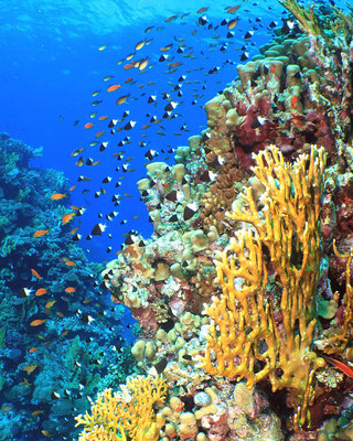 Korallenlandschaft