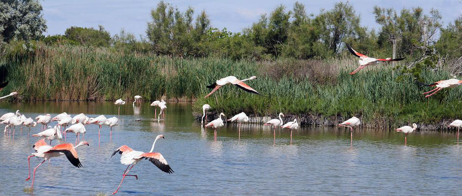Flamingos (Phoenicopterus roseus)