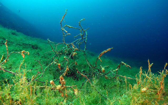 Unterwasserlandschaft - Zweige