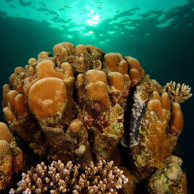 Korallenblock im Dämmerlicht