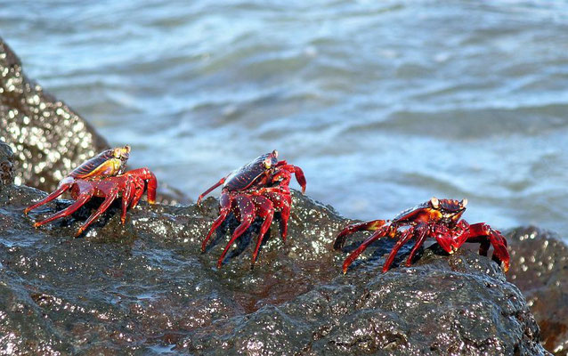 Krabbenparade - Rote Klippenkrabben (Grapsus grapsus)