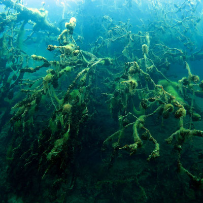 Unterwasserlandschaft - Bäume