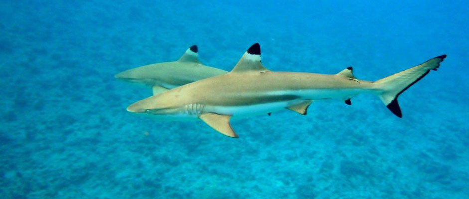 Schwarzspitzenriffhaie (Carcharhinus melanopterus)