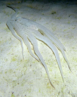 Langarm-Oktopus   (Octopus defilippi)