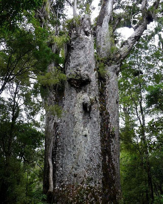 Te Matua Ngahere (Vater des Waldes), der Kauri-Baum mit dem größten Stammumfang: 16,4 m Umfang, 29,9 m hoch