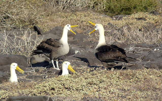 Albatrosse begrüßen sich