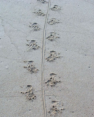 Spuren einer Meerechse im Sand