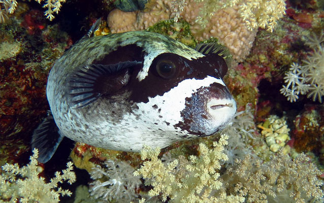 Maskenkugelfisch (Arothron diadematus)
