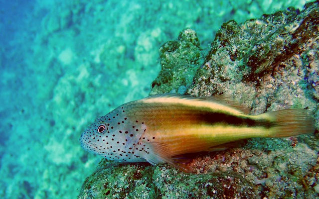 Forsters Korallenwächter   (Paracirrhites forsteri)