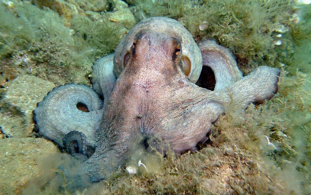 Oktopus  (Octopus vulgaris)