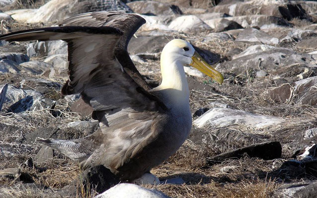der Galapagosalbatros (Phoebastria irrorata) ist die einzige Art aus der Albatros-Familie, die in den Tropen vorkommt