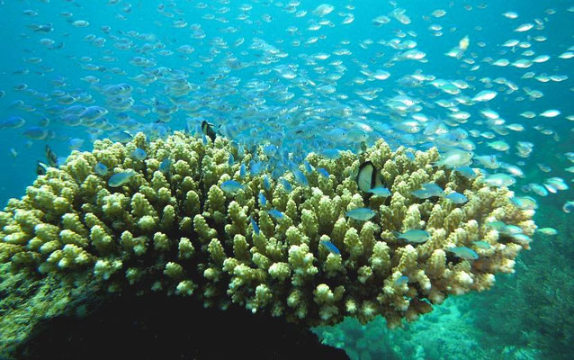 Riffbarsche über einem Korallenstock