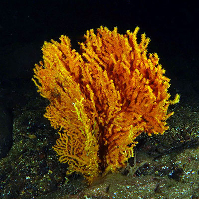 Kaltwassergorgonie (Paramuricea placomus)