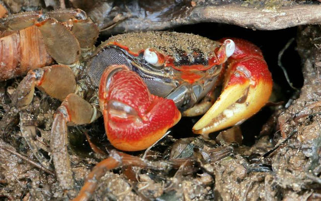 Spider Crab oder Deutschlandkrabbe  (Neosarmatium meinerti)
