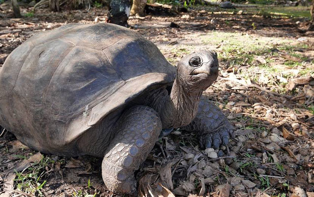 Riesenschildkröte  (Aldabrachelys gigantea), alle Achtung - die können bis zu 250 Jahre alt werden
