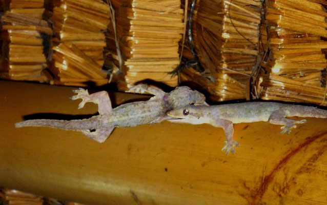 kleine Streiterei unter Geckos 