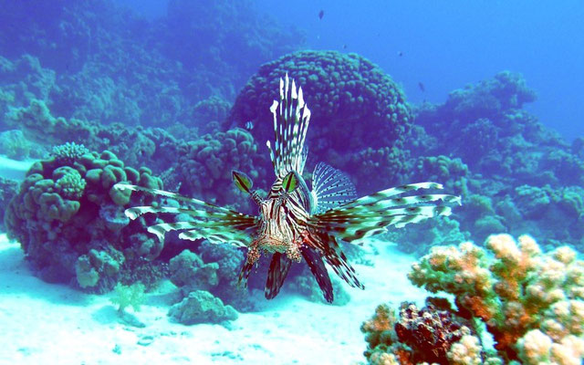 Pazifischer Rotfeuerfisch  (Pterois volitans) 