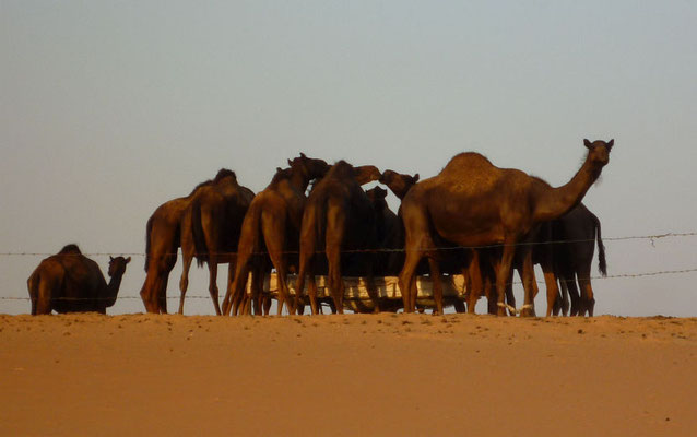 Kamele in der arabischen Wüste