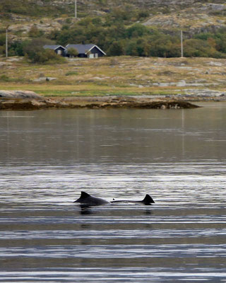 Schweinswale begleiten unser Tauchboot