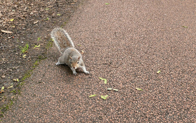 graues Eichhörnchen im Royal Botanic Garden