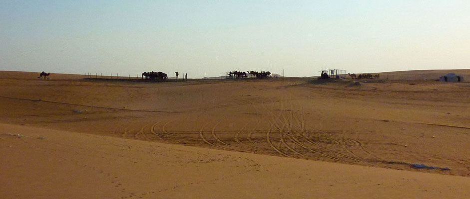 Kamele in der arabischen Wüste