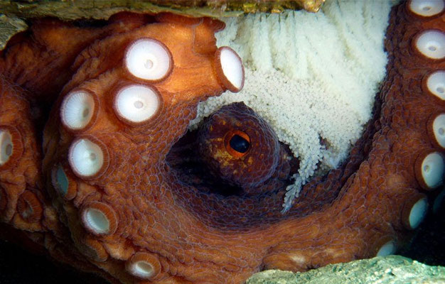 Oktopus bewacht Gelege  (Octopus vulgaris)