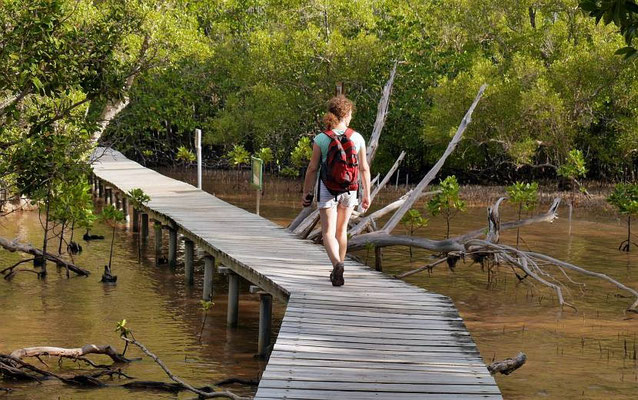 Wanderpfad durch die Mangroven zwischen Anse Laraie und Anse José auf der Insel Curieuse