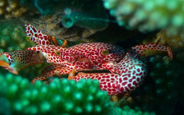 Korallenkrabbe   (Trapezia rufopunctata)