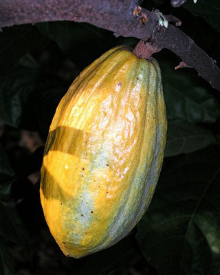 Kakaufrucht (Theobroma cacao)