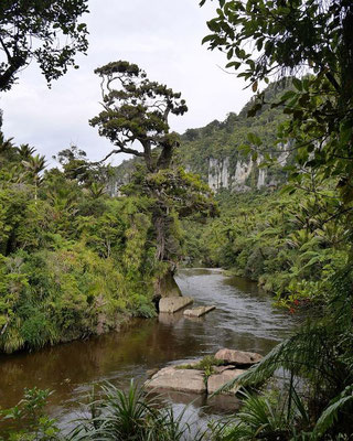 Wanderung auf dem Pororari River Track im Paparoa Nationalpark