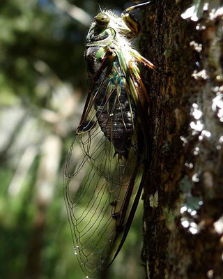 eine Zikade - man sieht sie selten, aber zu überhören sind sie nicht