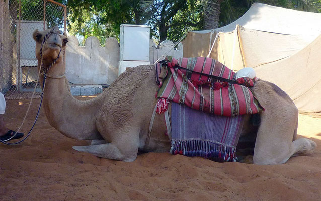 Abu Dhabi - im Heritage Village gibt es auch ein obligatorisches Touristen-Kamel