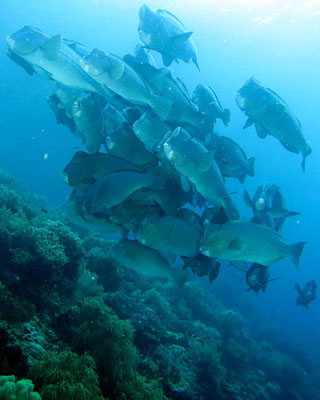 Büffelkopfpapageienfische (Bolbometopon muricatum)