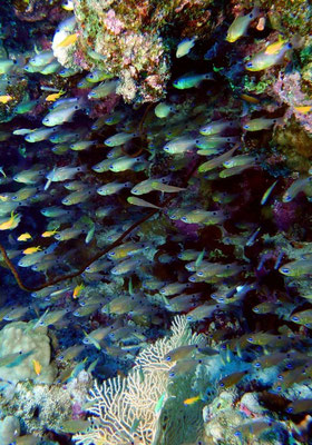 Gelbmaul-Kardinalfische   (Archamia goni) 