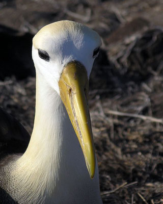 Porträtfoto eines Galapagosalbatrosses