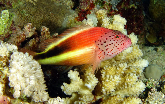 Forsters Korallenwächter (Paracirrhites forsteri)