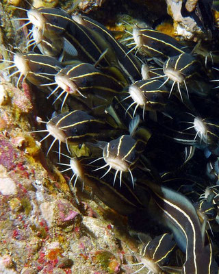 Korallenwelse   (Plotosus lineatus) 