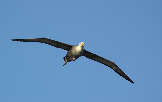 Albatros im Anflug