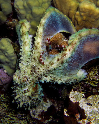 Oktopus und Stenopus - Foto: C.J.)