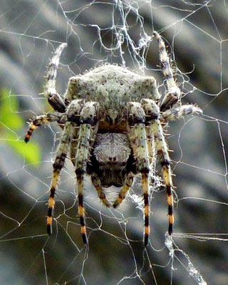 Spinnenporträt