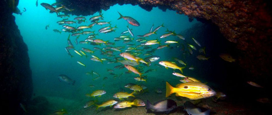 Unterwasserlandschaft mit Fischsuppe