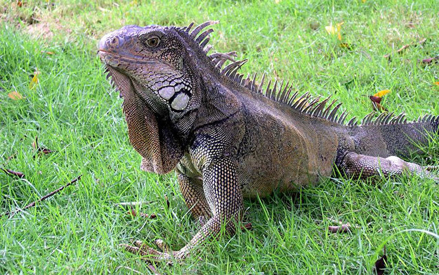 Leguan (Iguana iguana) im Seminario Park