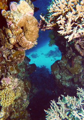 im Korallenriff 