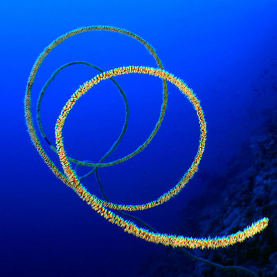 Peitschenkorallen-Spirale