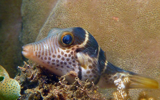 Sattel-Spitzkopfkugelfisch  (Canthigaster valentini)