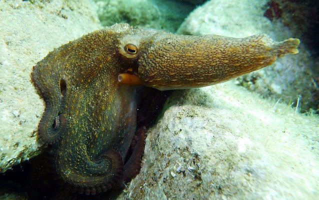 Oktopus  (Octopus vulgaris)