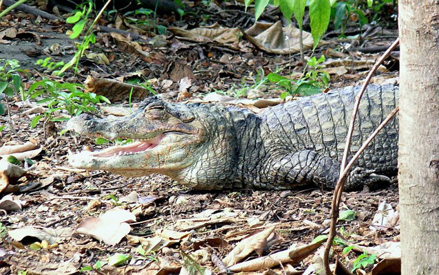 Krokodilkaiman (Caiman crocodilus) 